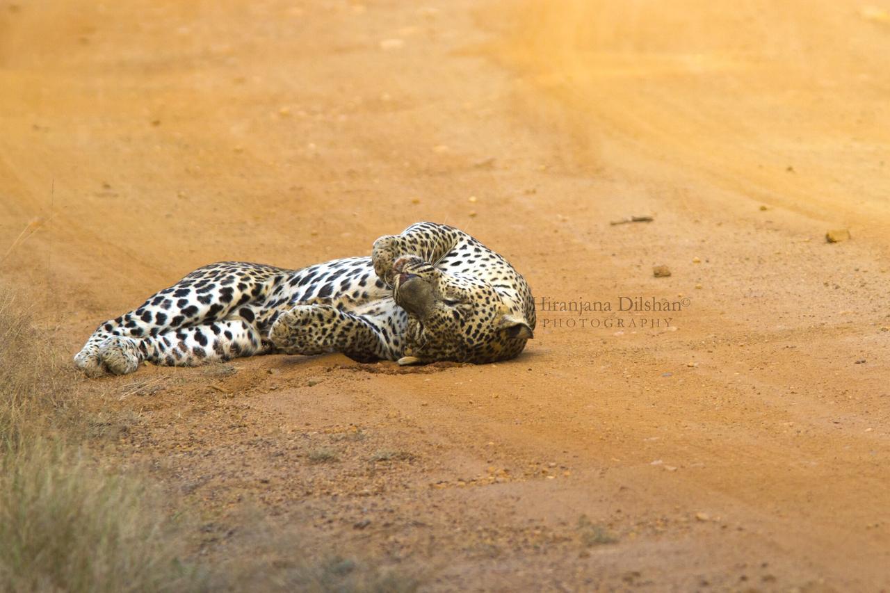 Willpattu Wild Watch Hotel Habawewa ภายนอก รูปภาพ
