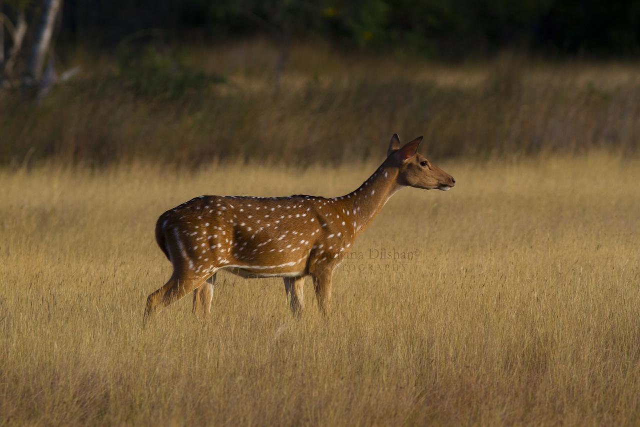 Willpattu Wild Watch Hotel Habawewa ภายนอก รูปภาพ