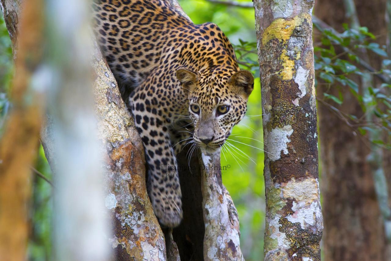 Willpattu Wild Watch Hotel Habawewa ภายนอก รูปภาพ