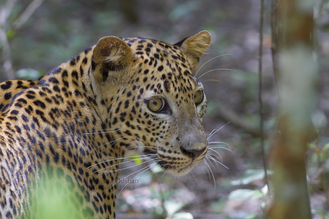 Willpattu Wild Watch Hotel Habawewa ภายนอก รูปภาพ