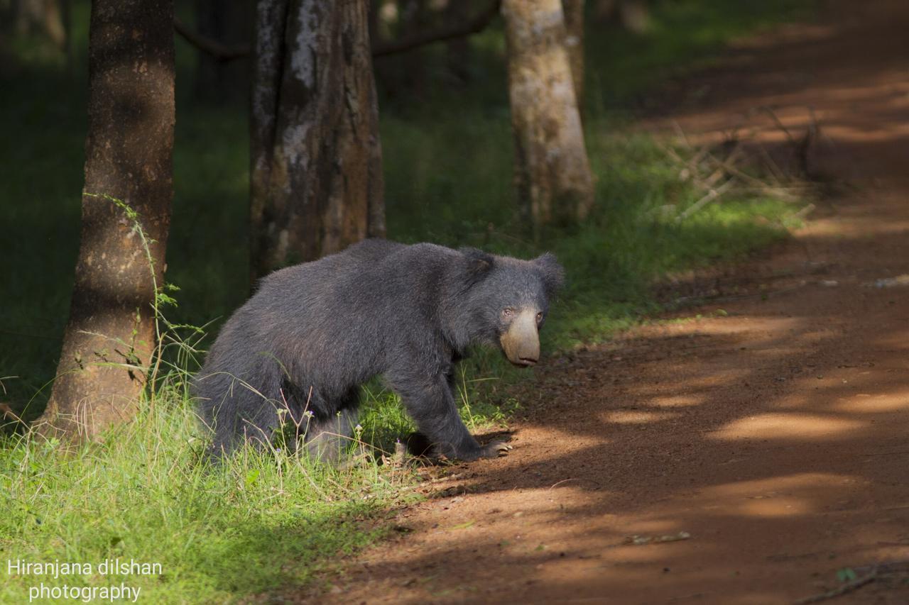 Willpattu Wild Watch Hotel Habawewa ภายนอก รูปภาพ