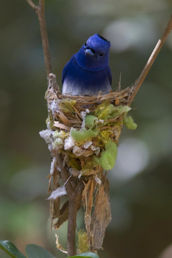 Willpattu Wild Watch Hotel Habawewa ภายนอก รูปภาพ