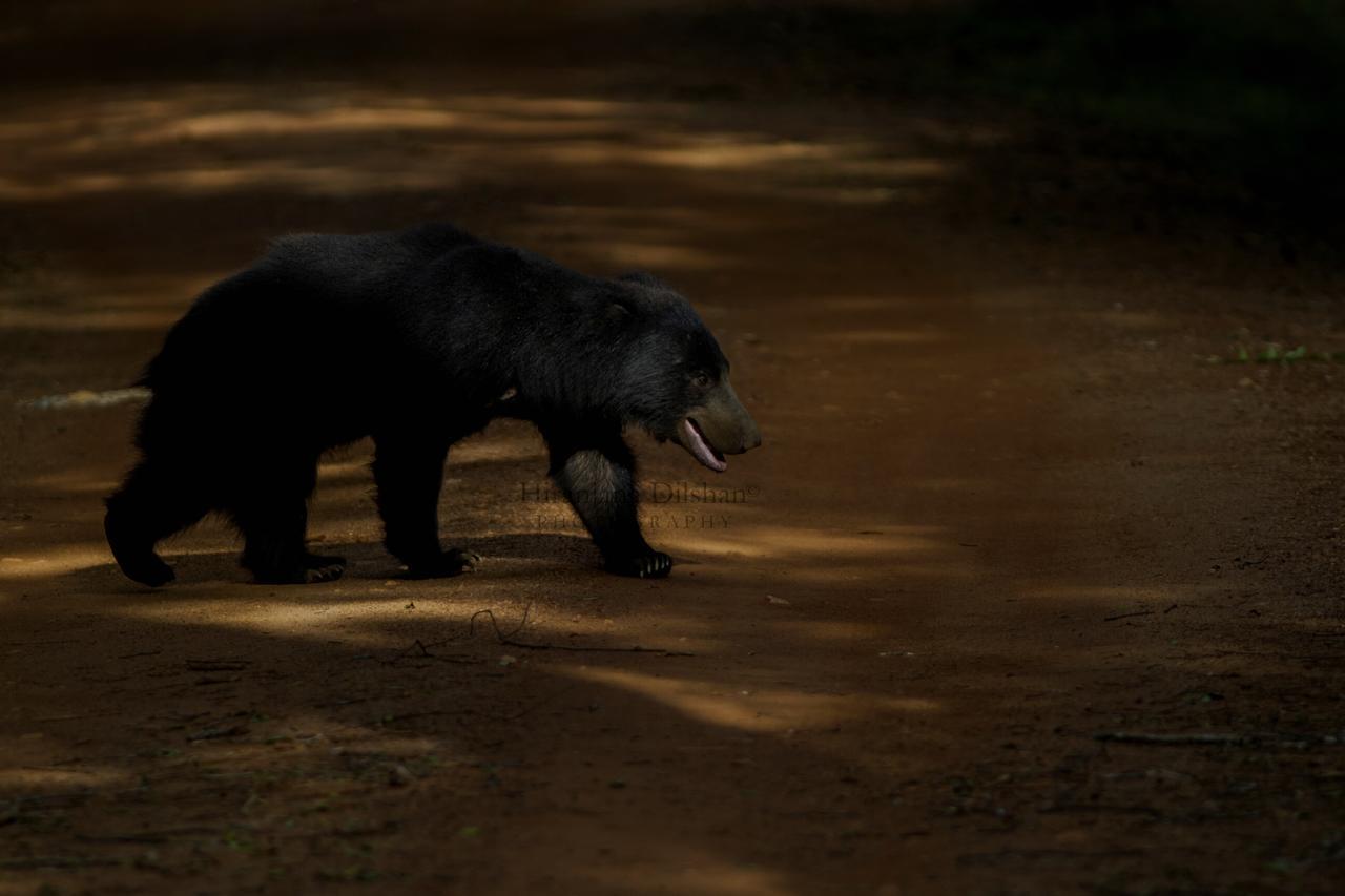 Willpattu Wild Watch Hotel Habawewa ภายนอก รูปภาพ