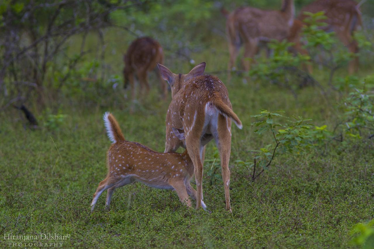 Willpattu Wild Watch Hotel Habawewa ภายนอก รูปภาพ